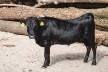 Krówki-miniaturki, czyli bydło rasy dahomey