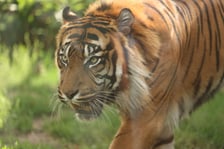 Wrocławskie ZOO. 27 lipca 2024 roku