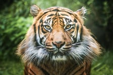 Tengah, tygrys sumatrzański z wrocławskiego zoo