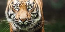 Tengah, tygrys sumatrzański z wrocławskiego zoo
