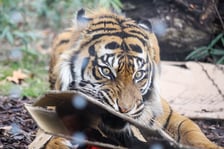 <p>Tengah, tygrys z wrocławskiego zoo</p>