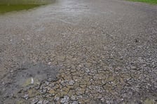 wysychający staw przy Kazimierskiej