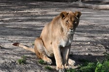 <p>Wanja</p>