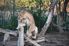 <p>Malkia, nowa lwica w zoo Wrocław</p>