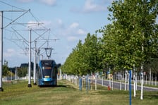 Młode drzewa przy ul. Kosmonautów