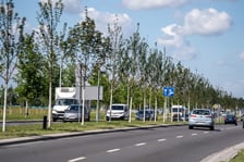 Młode drzewa przy ul. Kosmonautów