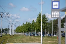 Młode drzewa przy ul. Kosmonautów