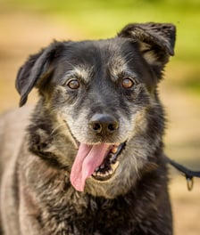 <p class="MsoNormal">Psia seniorka, kt&oacute;ra wr&oacute;ciła z adopcji. Berta ma mocny charakter i jest psią jedynaczką. Do ludzi miła i nadal w dobrej formie &ndash; chętna do spacer&oacute;w, głaskania. Uwielbia towarzystwo człowieka.</p>