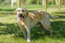 <p>Około 5-letni labrador biszkoptowy. Do schroniska trafił po starym wypadku &ndash; ma w efekcie problem z poruszaniem się. Bieber jest radosny, wylewny i uwielbia spacery, zwłaszcza w połączeniu z kąpielami.</p>