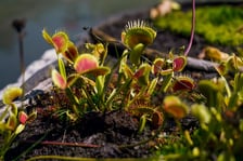 Ogród Botaniczny UWr