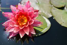 Ogród Botaniczny UWr