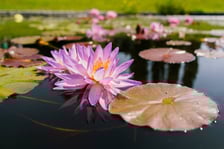 Ogród Botaniczny UWr