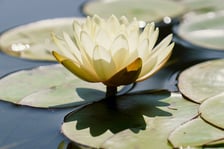 Ogród Botaniczny UWr