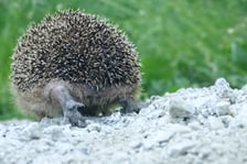 Jeż pod opieką Ekostraży