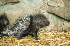 Jeżozwierze indyjskie z wrocławskiego zoo