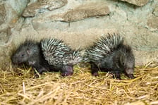 Jeżozwierze indyjskie z wrocławskiego zoo