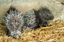 Jeżozwierze indyjskie z wrocławskiego zoo
