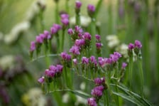 <p>Ogr&oacute;d Botaniczny we wrześniu&nbsp;</p>
