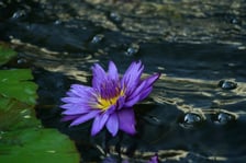 <p>Ogr&oacute;d Botaniczny we wrześniu. Kwitną lilie wodne</p>