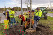 Sadzenie dużych drzew na ul. Kosmonautów w listopadzie 2023 roku. Miały one ponad 30 cm obwodu, podobnie jak te, które będą sadzone niebawem
