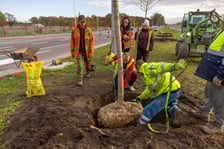 Sadzenie dużych drzew na ul. Kosmonautów w listopadzie 2023 roku. Miały one ponad 30 cm obwodu, podobnie jak te, które będą sadzone niebawem