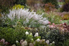 <p>Trawy i kwiaty w Arboretum Wojsławice</p>