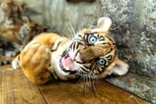 Czworaczki z wrocławskiego zoo - małe tygrysy sumatrzańskie