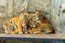 Czworaczki z wrocławskiego zoo - małe tygrysy sumatrzańskie