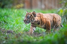 Czworaczki z wrocławskiego zoo - małe tygrysy sumatrzańskie