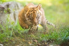 Czworaczki z wrocławskiego zoo - małe tygrysy sumatrzańskie
