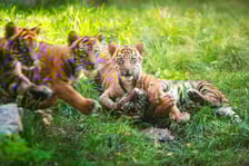 Czworaczki z wrocławskiego zoo - małe tygrysy sumatrzańskie