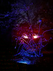 Wieczorne, dyniowe iluminacje w Ogrodzie Botanicznym