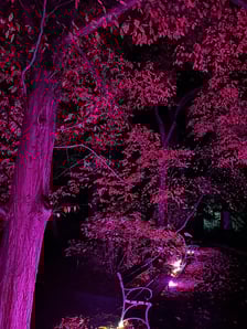 Wieczorne, dyniowe iluminacje w Ogrodzie Botanicznym