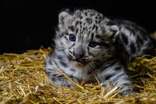 Młoda pantera śnieżna z wrocławskiego zoo - zdjęcie z 2023 roku