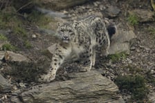 Pantery śnieżne z wrocławskiego zoo