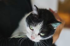 <p>2-letnia Fiona poleca się do adopcji. To kotka bardzo towarzyska i kontaktowa. Chce być w centrum uwagi. Fionka ma charakterek. Nie przepada za innymi kotami.</p>