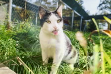 <p>Kiwi ma ok. 8 lat. Był kotem wolno żyjącym, ale pięknie się oswaja w schronisku. Kiwi uwielbia inne koty. Ma lekkie zaburzenia neurologiczne.</p>