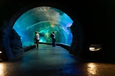 <p>Afrykarium we wrocławskim zoo - Kanał Mozambicki</p>