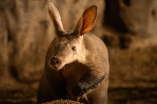 <p>Afrykarium we wrocławskim zoo -&nbsp; mr&oacute;wnik</p>