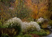 <p>Arboretum Wojsławice jesienią</p>