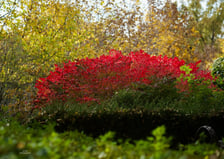 <p>Arboretum Wojsławice jesienią</p>