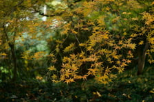 <p>Arboretum Wojsławice jesienią</p>