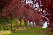 <p>Arboretum Wojsławice jesienią</p>
