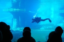 10. urodziny Afrykarium - 26.10.2024. Nurek z kapsułą w basenie pingwinów
