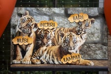 Tygrysy sumatrzańskie z wrocławskiego zoo
