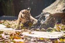 Tygrysy sumatrzańskie z wrocławskiego zoo