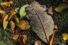 <p>Ogr&oacute;d Botaniczny w kolorach jesieni</p>