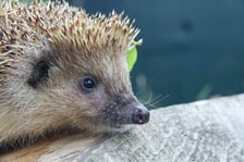 Jeż pod opieką wolontariuszy z Ekostraży