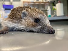 Jeż pod opieką wolontariuszy z Ekostraży