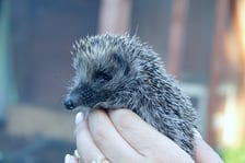 Jeż pod opieką wolontariuszy z Ekostraży